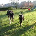 chien DM (51)